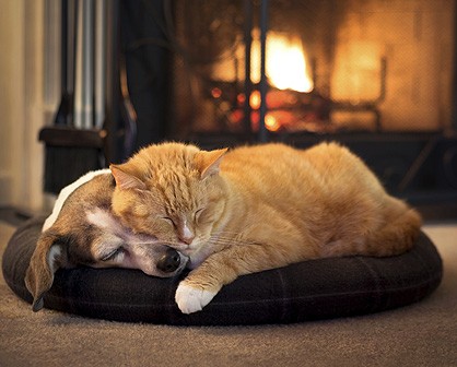 dog and a cat sleeping embraced